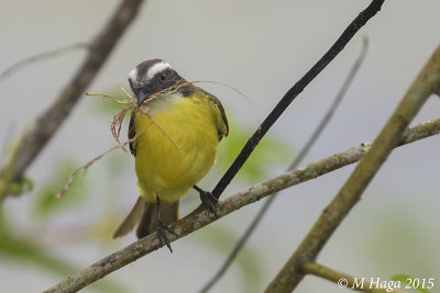 Social Flycatcher, Atlantic Rain Forest