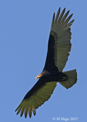 Lesser Yellow-headed Vulture, Atlantic Rain Forest