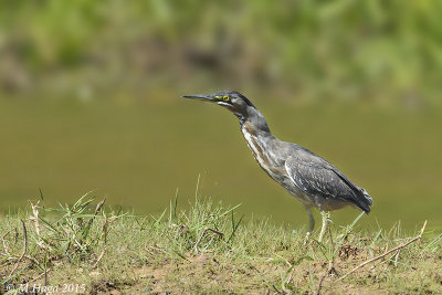 Striated Heron, Pantanal