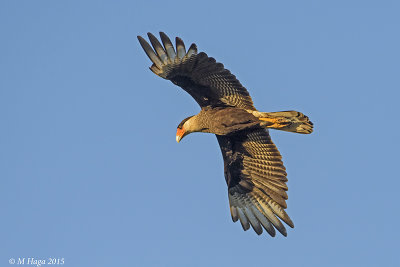 Southern Caracara, Pantanal