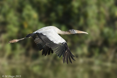 Wood Stork, Pantanal
