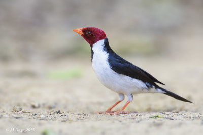 Yellow-billed Cardinal, Pantanal