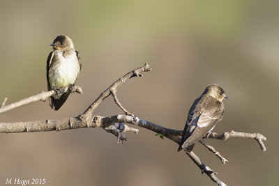Southern Rough-winged Swallow, Pantanal