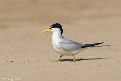 Yellow-billed Tern, Pantanal