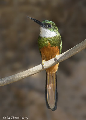 Rufous-tailed Jacamar, Pantanal