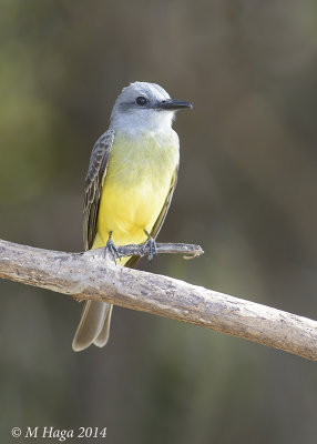 Tropical Kingbird, Pantanal