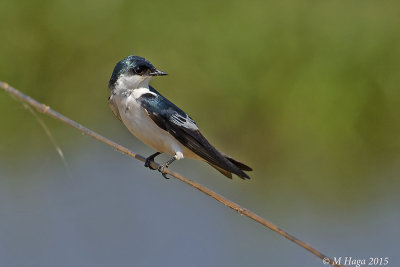 White-winged Swallow, Pantanal