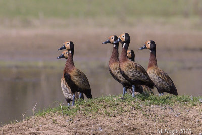 White-faced Whistling Duck, Pantanal