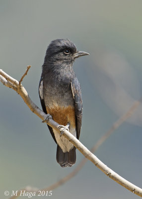 Swallow-winged Puffbird, Pantanal