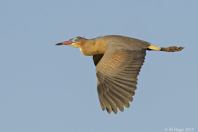Whistling Heron, Pantanal