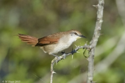 Yellow-chinned Spinetail, Atlantic Rain Forest