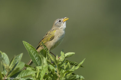Wedge-tailed Grass Finch, Atlantic Rain Forest