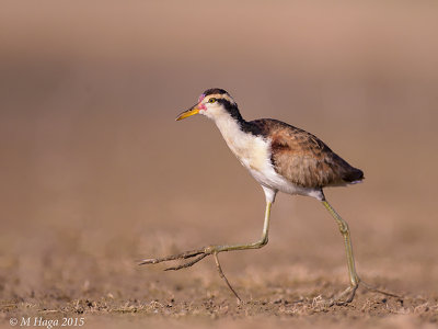 Wattled Jacana, juvenile, Pantanal