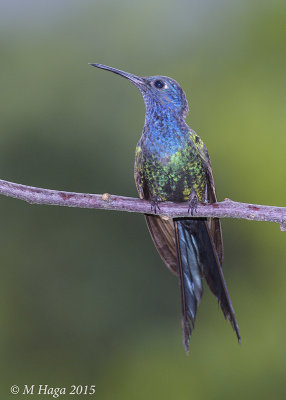 Swallow-tailed Hummingbird, Atlantic Rain Forest