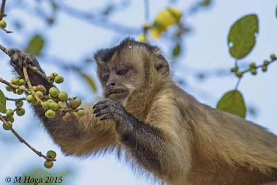 Brown Capuchin, Pantanal