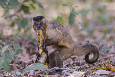 Brown Capuchin, Pantanal