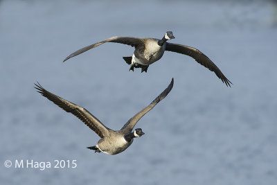 Canada Goose