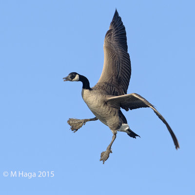 Canada Goose