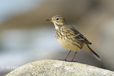 American Pipit