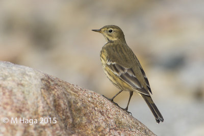 American Pipit