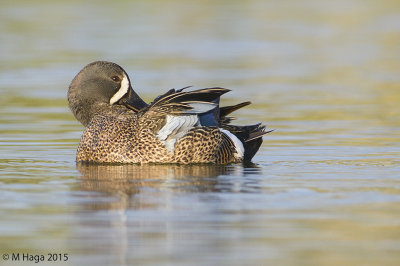 Blue-winged Teal, male