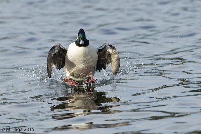 Bufflehead, male