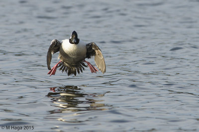 Bufflehead, male