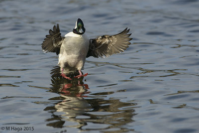 Bufflehead, male