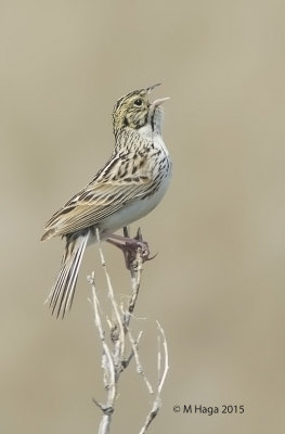 Baird's Sparrow