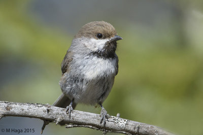 Boreal Chickadee
