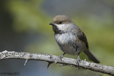 Boreal Chickadee