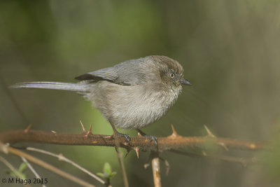 Bush Tit