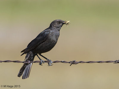 Brewer's Blackbird