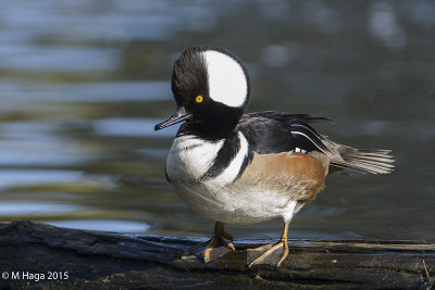 Hooded Merganser, male