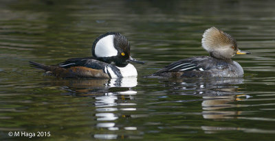 Hooded Merganser, pair