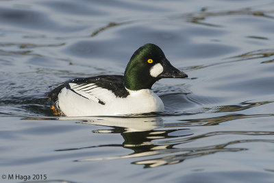 Common Goldeneye, male