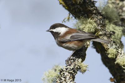 Chestnut-backed Chickadee