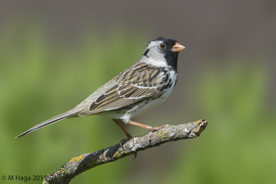 Harris's Sparrow, spring