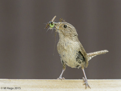 House Wren with lunch for the kids