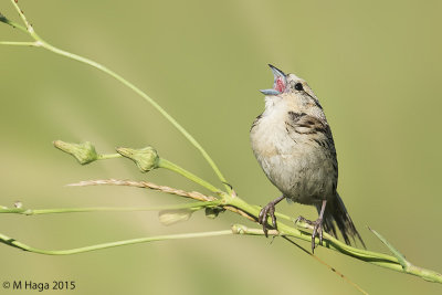 Le Conte's Sparrow