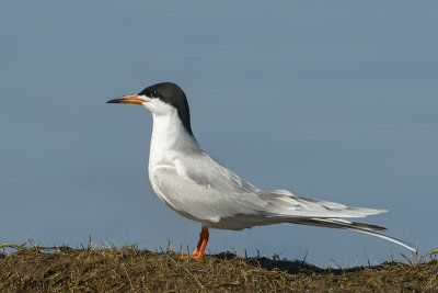 Terns
