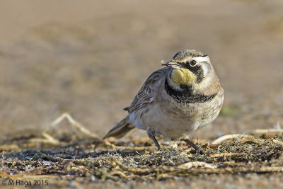 Horned Lark, fall