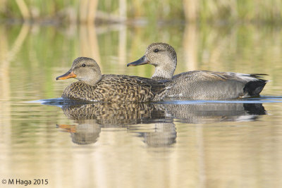 Gadwall, pair