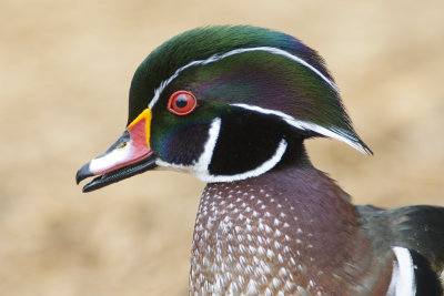Wood Duck, male