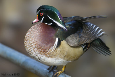 Wood Duck, male