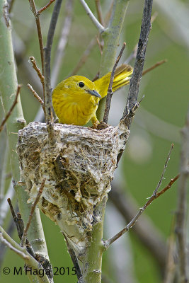 Yellow Warbler, male on nest