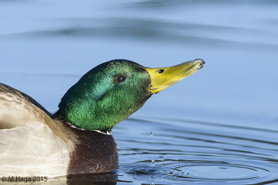 Mallard, male