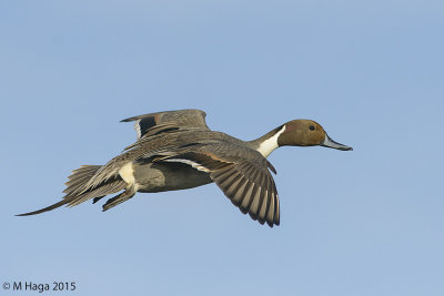Northern Pintail, male