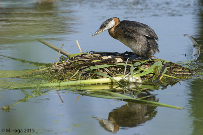 Red-necked Grebe on nest