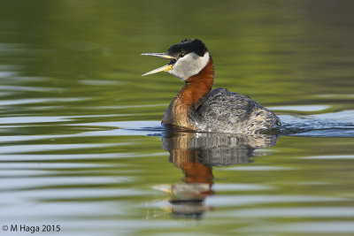 Red-necked Grebe